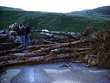  Trees deposited on top of bridge 